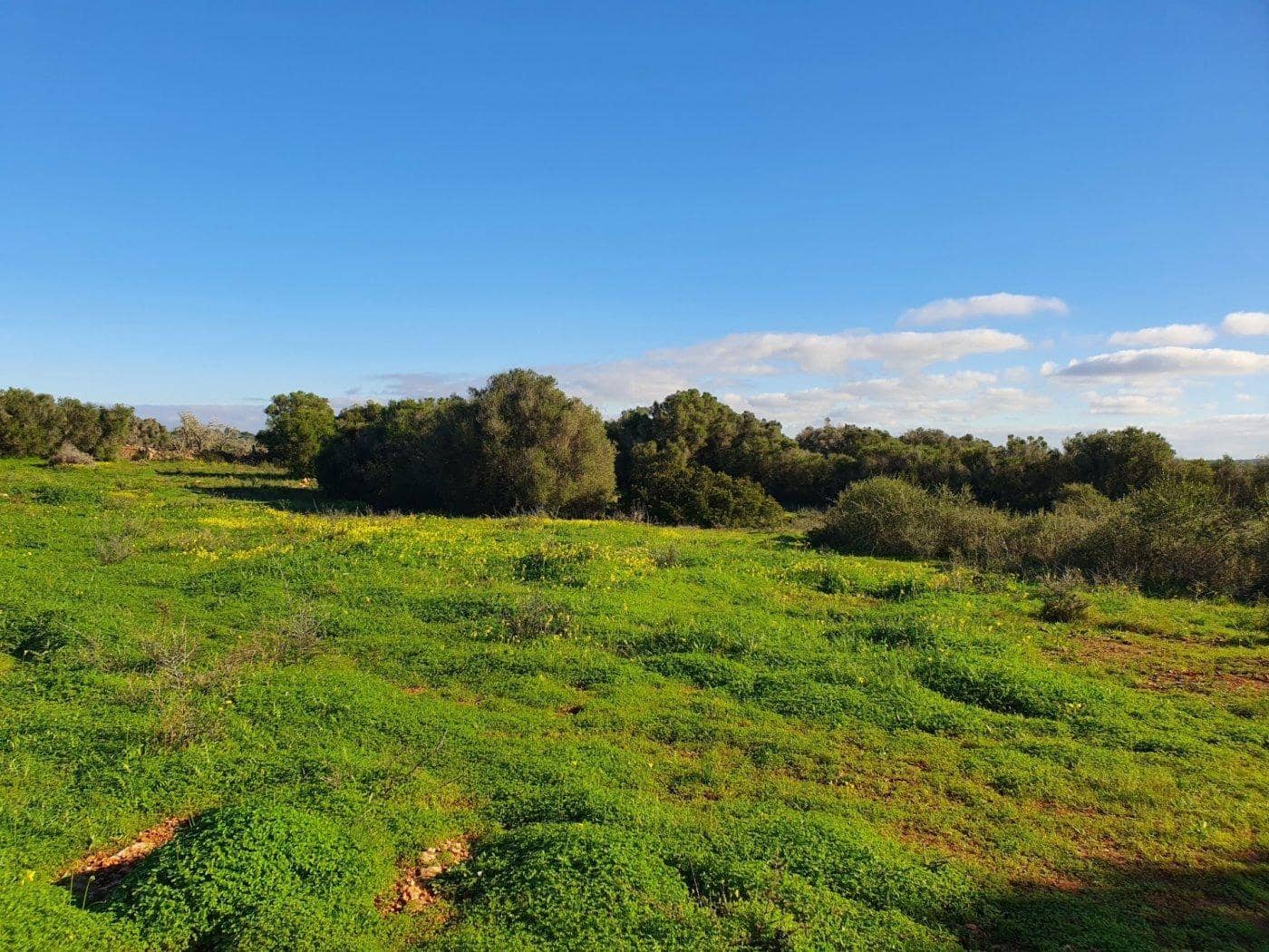 Terreno Não Urbanizado para venda em Campos - 550 000 € (Ref: 10047402)