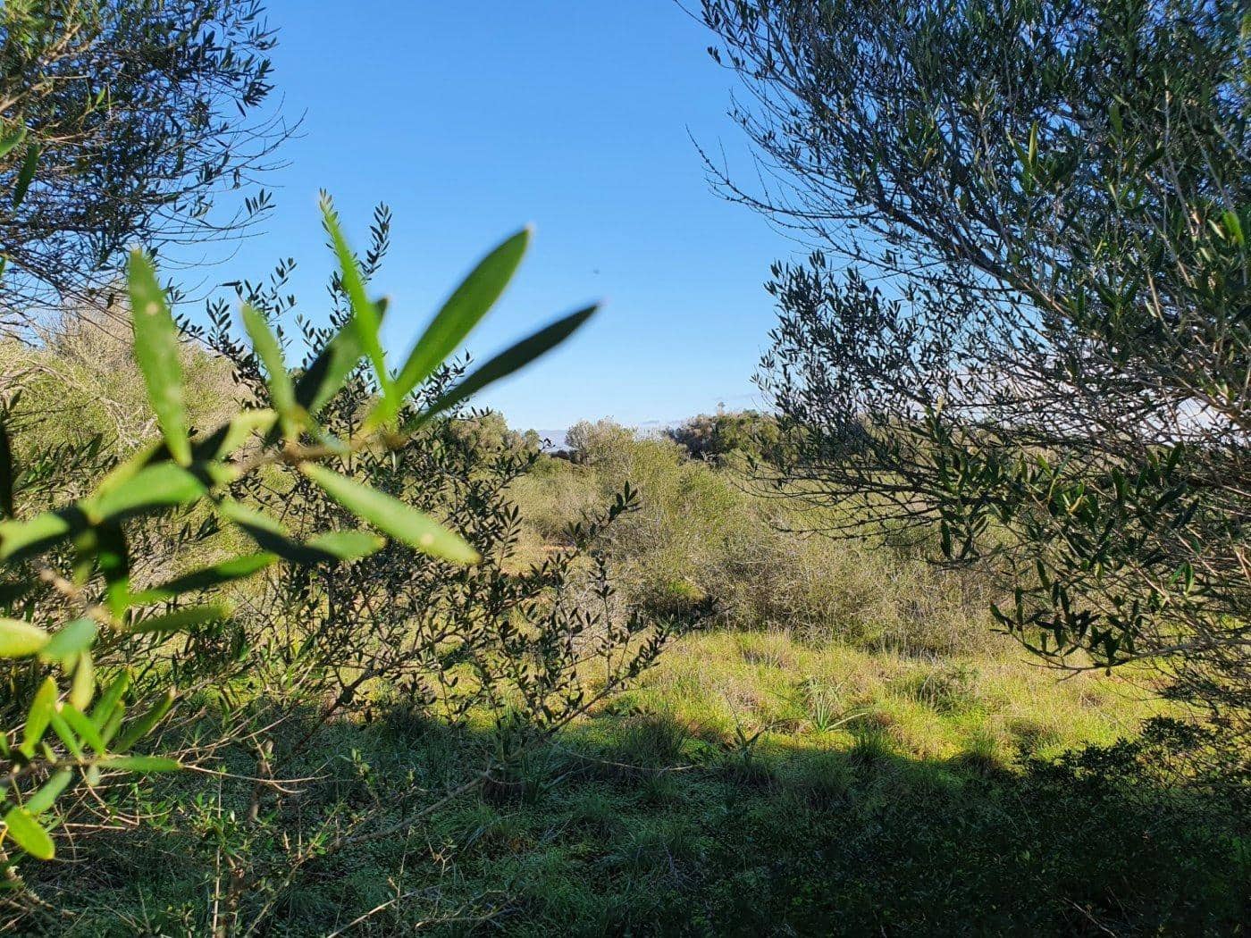 Terreno Não Urbanizado para venda em Campos - 550 000 € (Ref: 10047402)