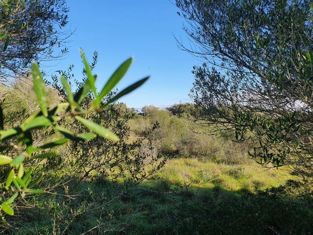 Terre non Aménagée à vendre à Campos - 550 000 € (Ref: 10047402)