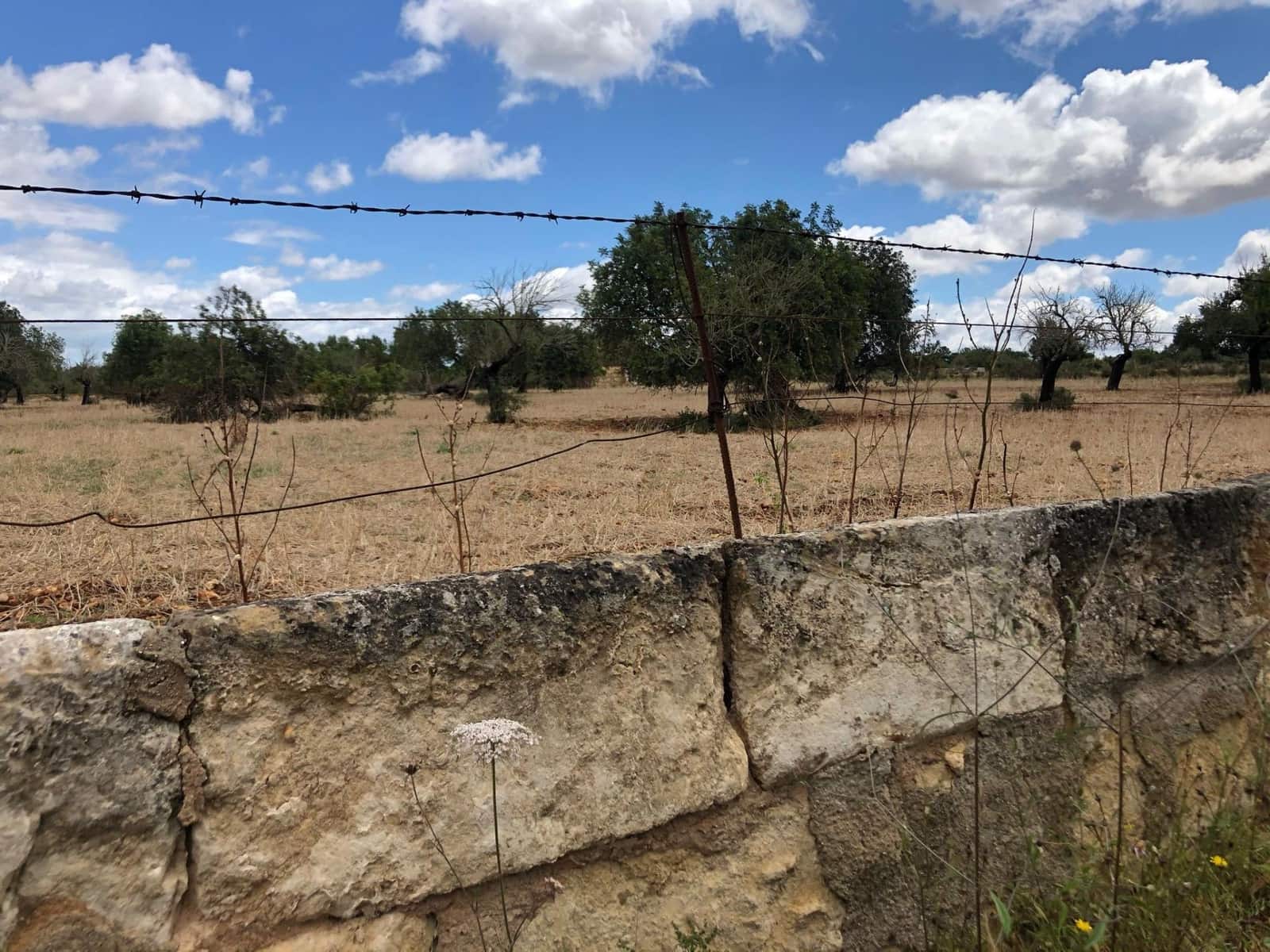 Terreno Non Edificato in vendita in Inca - 290.000 € (Rif: 9639501)