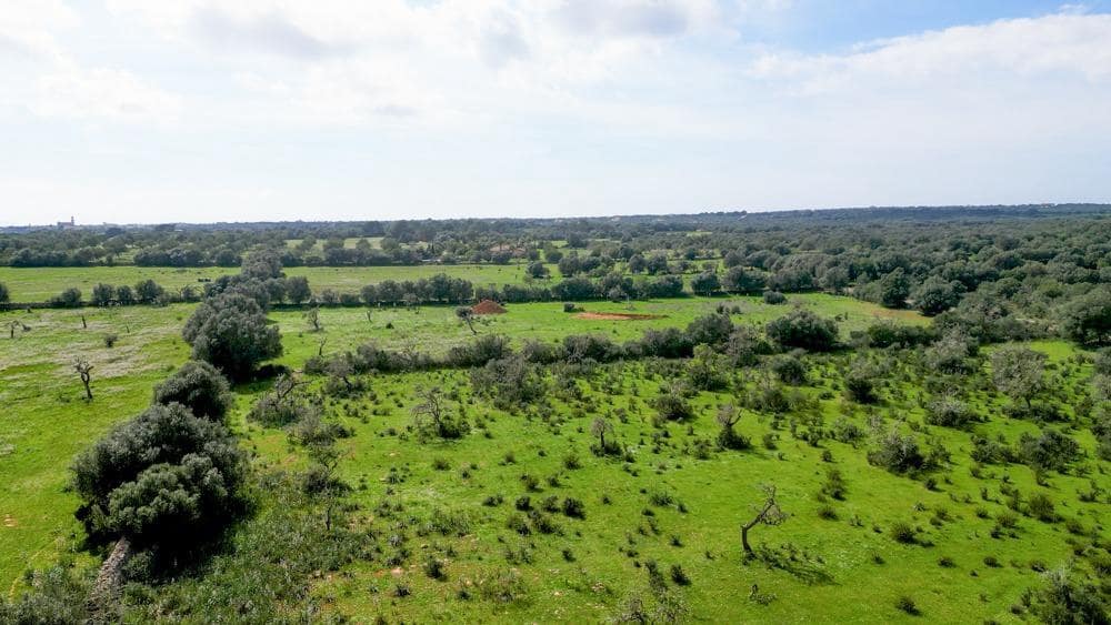 Teren niezagospodarowany na sprzedaż w Ses Salines - 585 000 € (Ref: 9791082)