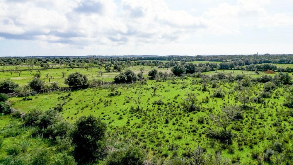 Teren niezagospodarowany na sprzedaż w Ses Salines - 585 000 € (Ref: 9791082)