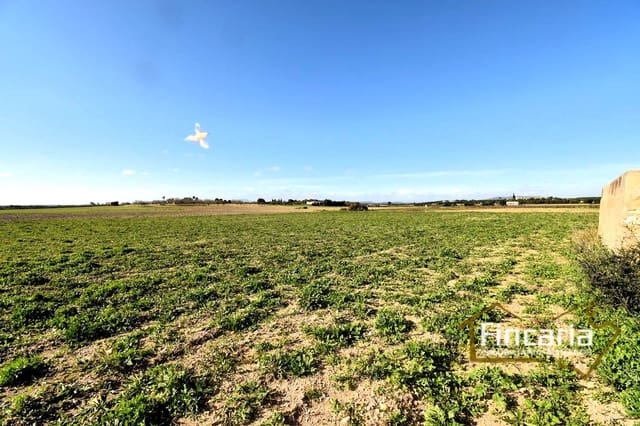 Terreno Não Urbanizado para venda em Felanitx - 169 000 € (Ref: 8822755)