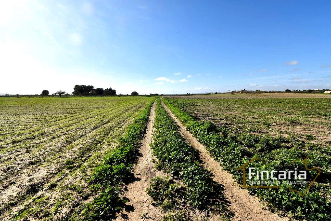 Teren niezagospodarowany na sprzedaż w Felanitx - 169 000 € (Ref: 8822755)