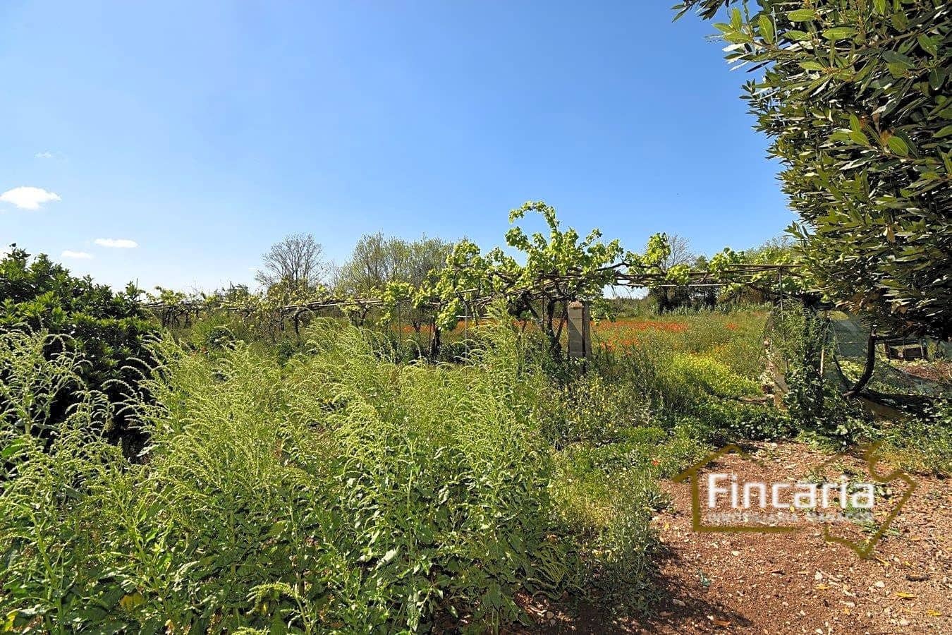 5 soveværelse Finca/Landehus til salg i Manacor - € 199.000 (Ref: 8822762)