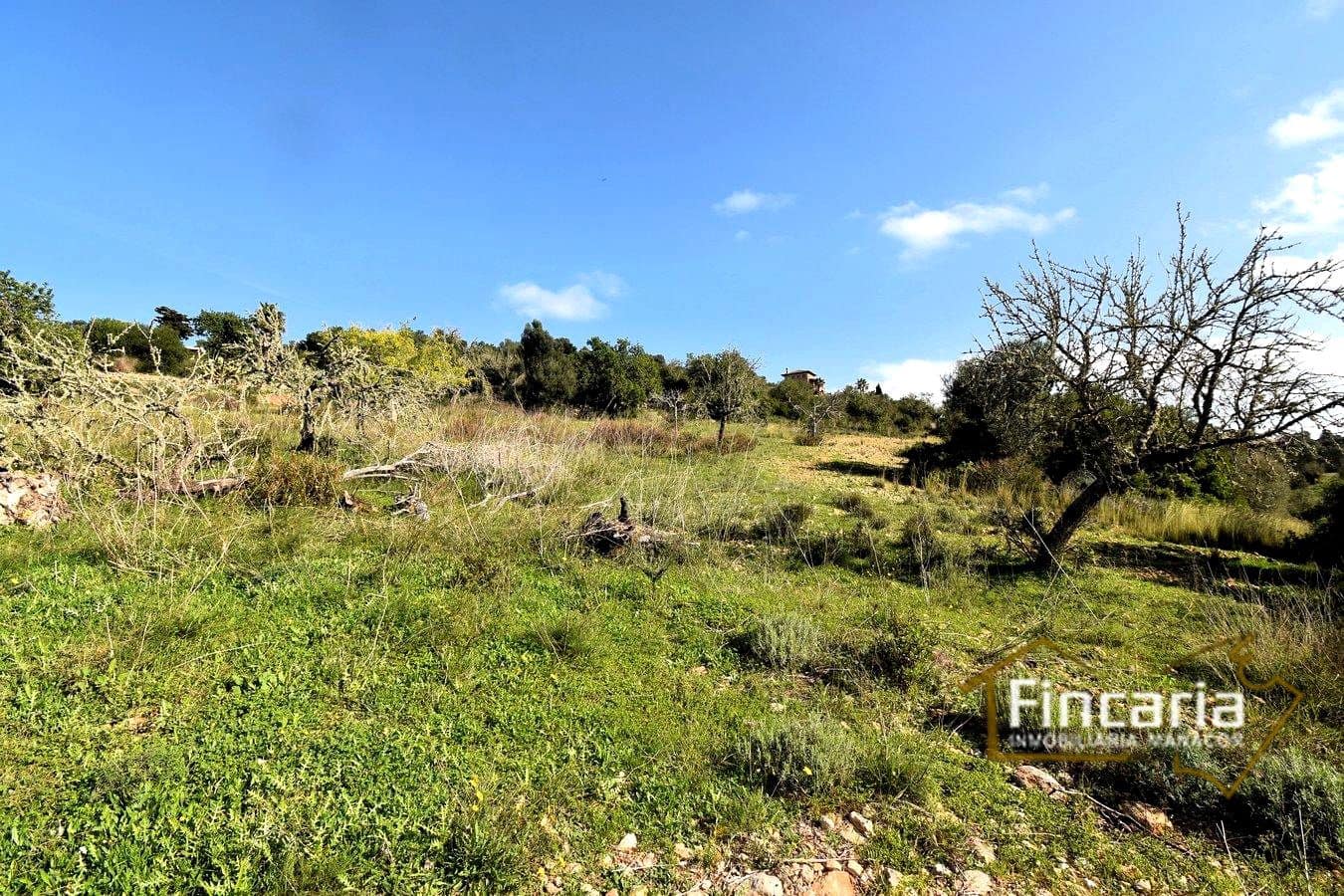 Mark till salu i Son Macia - 275 000 € (Ref: 8822768)