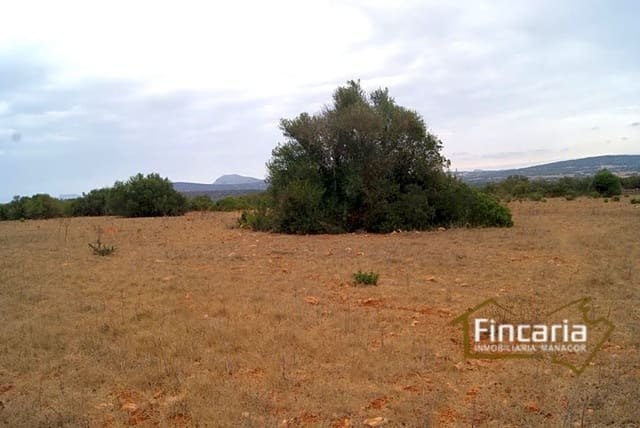 Undeveloped Land for sale in Manacor - € 210,000 (Ref: 8822816)