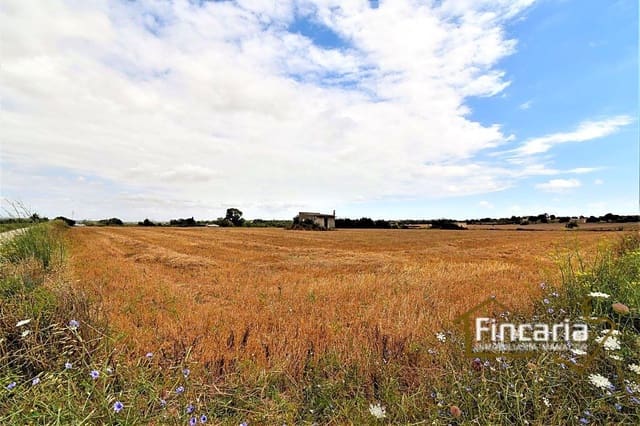 Undeveloped Land for sale in Manacor - € 200,000 (Ref: 8822823)