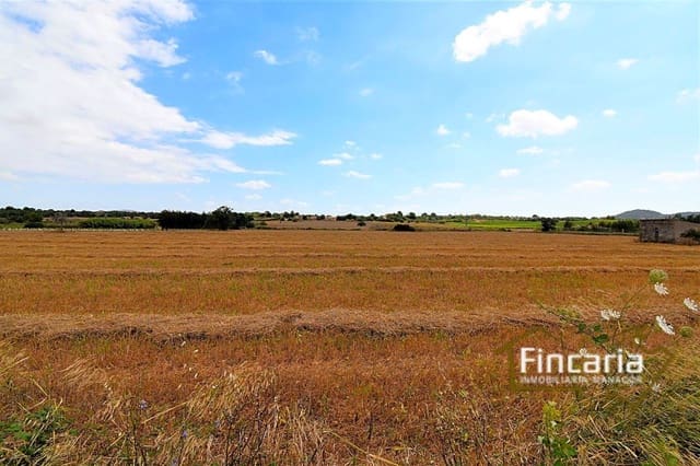 Undeveloped Land for sale in Manacor - € 200,000 (Ref: 8822823)