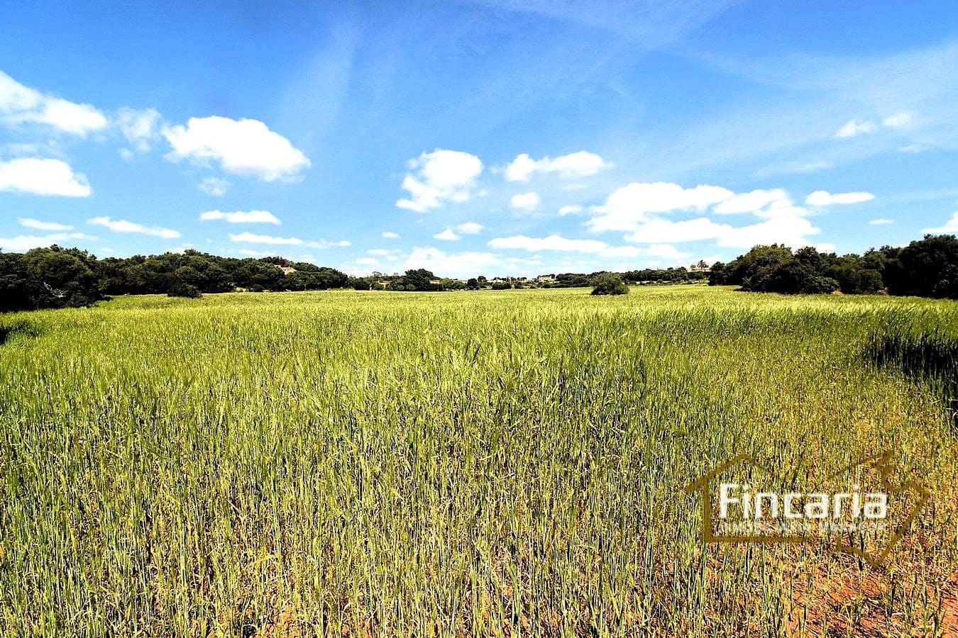 Teren niezagospodarowany na sprzedaż w Felanitx - 192 000 € (Ref: 8956407)