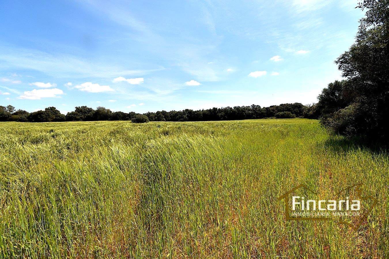 Teren niezagospodarowany na sprzedaż w Felanitx - 192 000 € (Ref: 8956407)