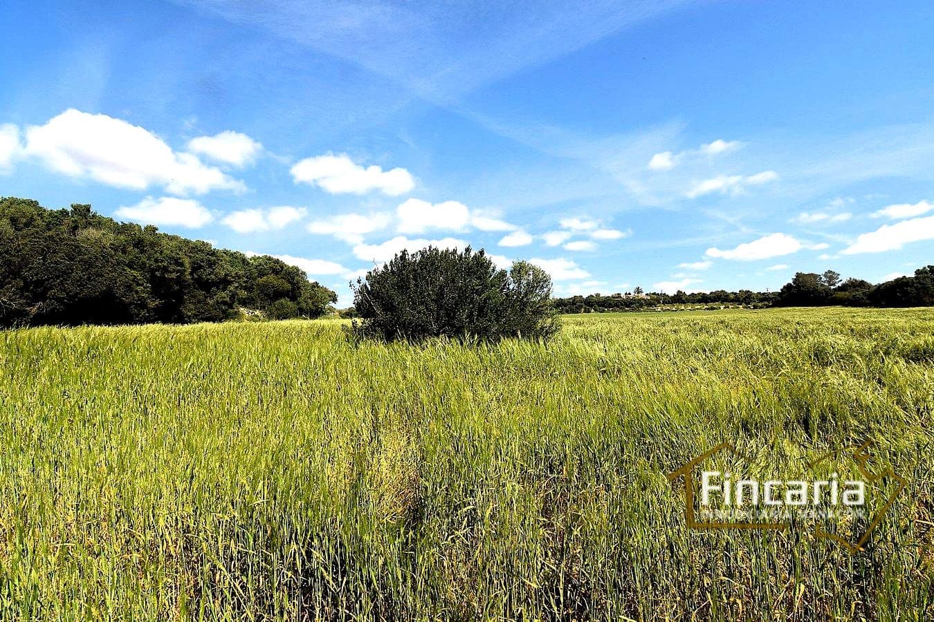 Teren niezagospodarowany na sprzedaż w Felanitx - 192 000 € (Ref: 8956407)