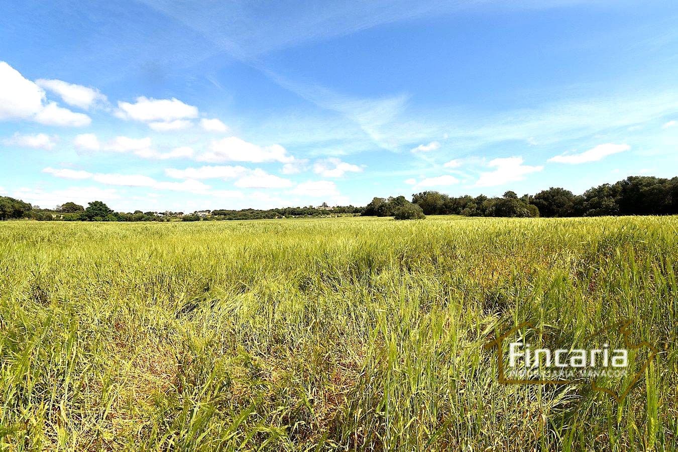 Teren niezagospodarowany na sprzedaż w Felanitx - 192 000 € (Ref: 8956407)