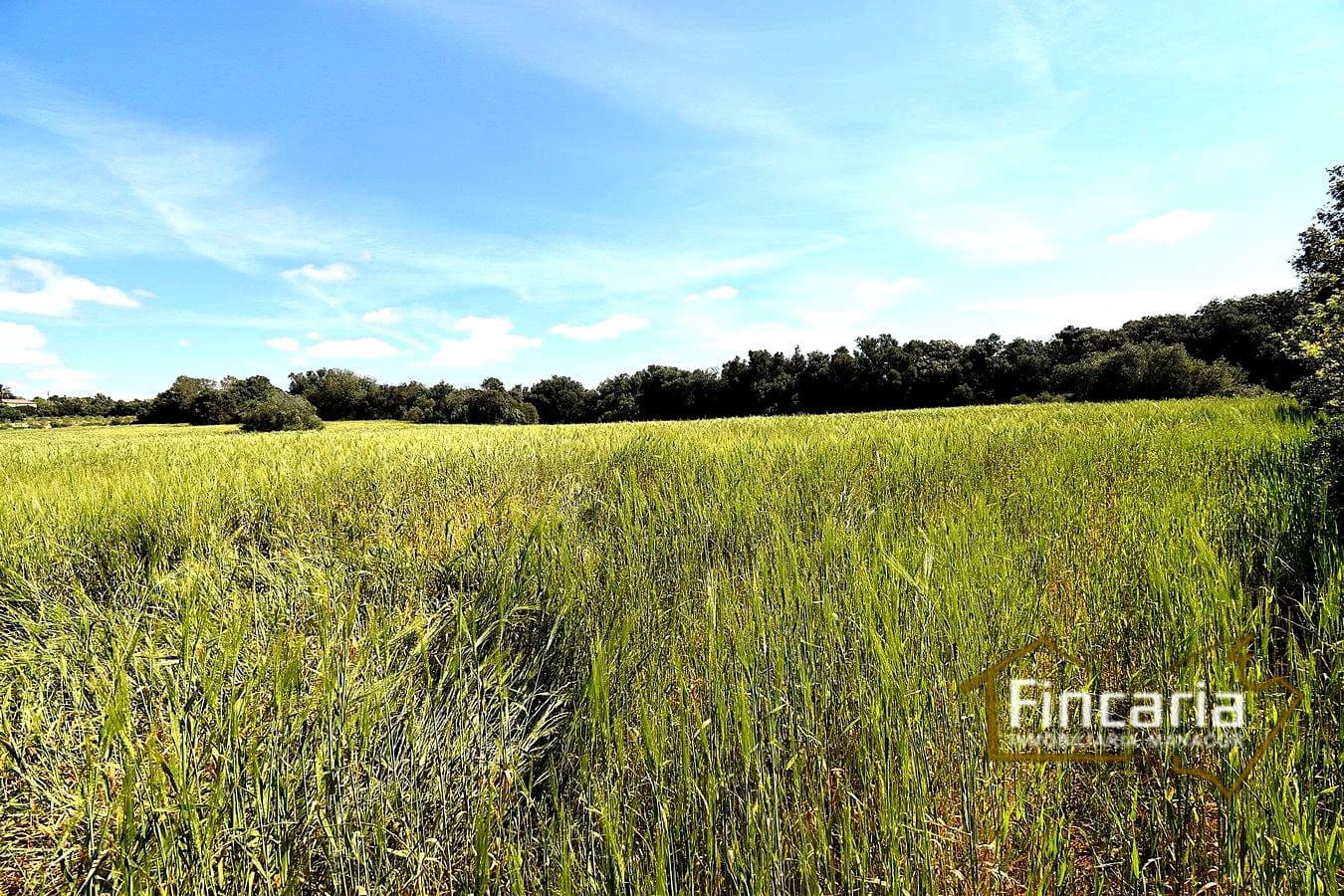 Teren niezagospodarowany na sprzedaż w Felanitx - 192 000 € (Ref: 8956407)