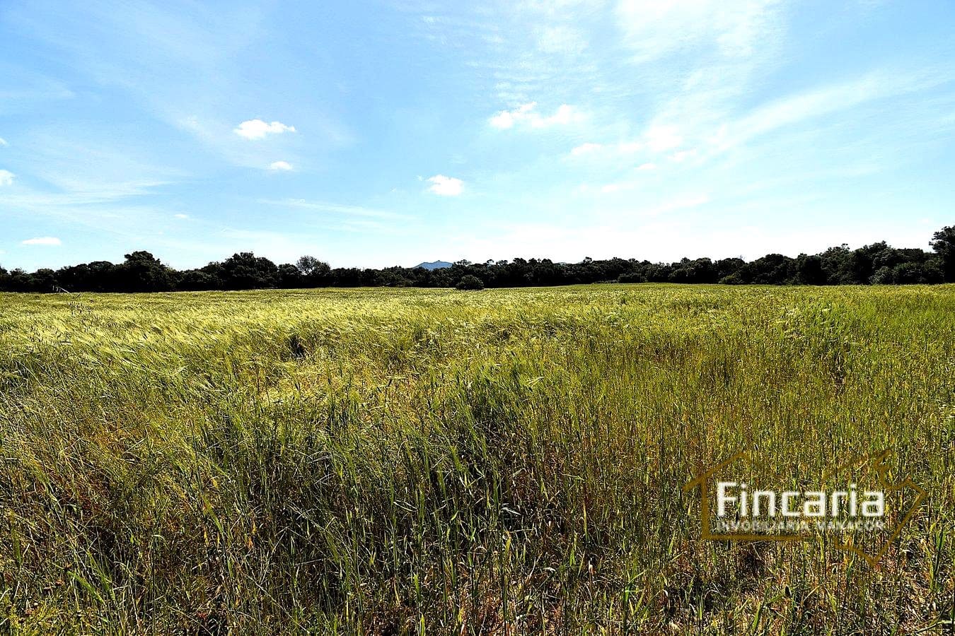 Grond te koop in Felanitx - € 192.000 (Ref: 8956407)