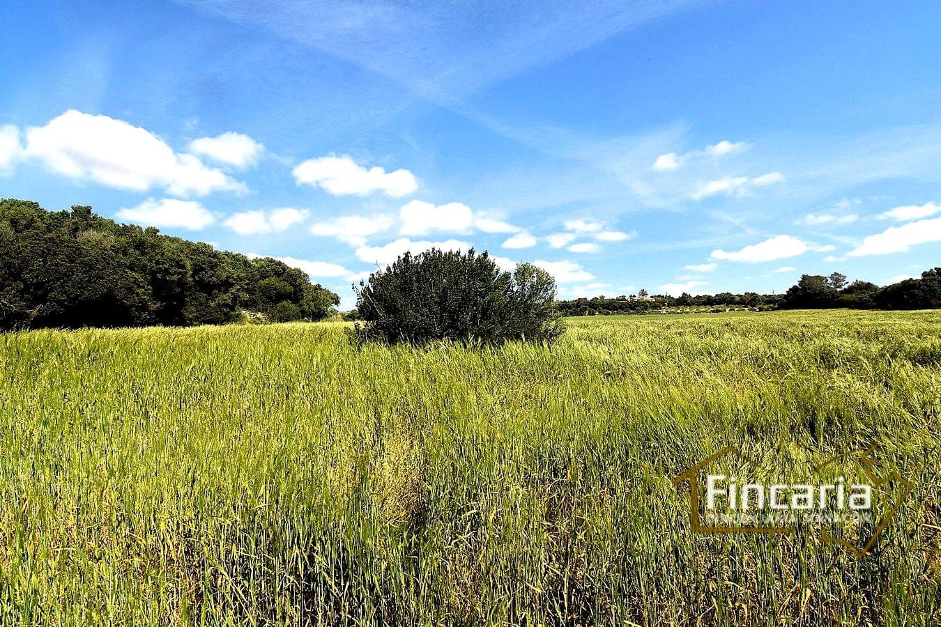 Grond te koop in Felanitx - € 192.000 (Ref: 8956407)