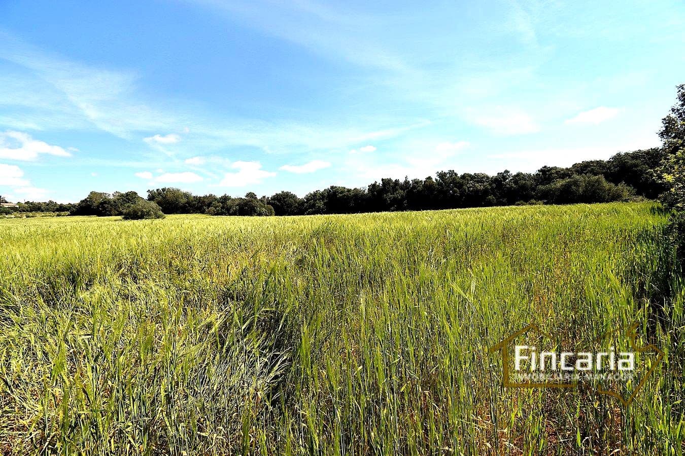 Grond te koop in Felanitx - € 192.000 (Ref: 8956407)
