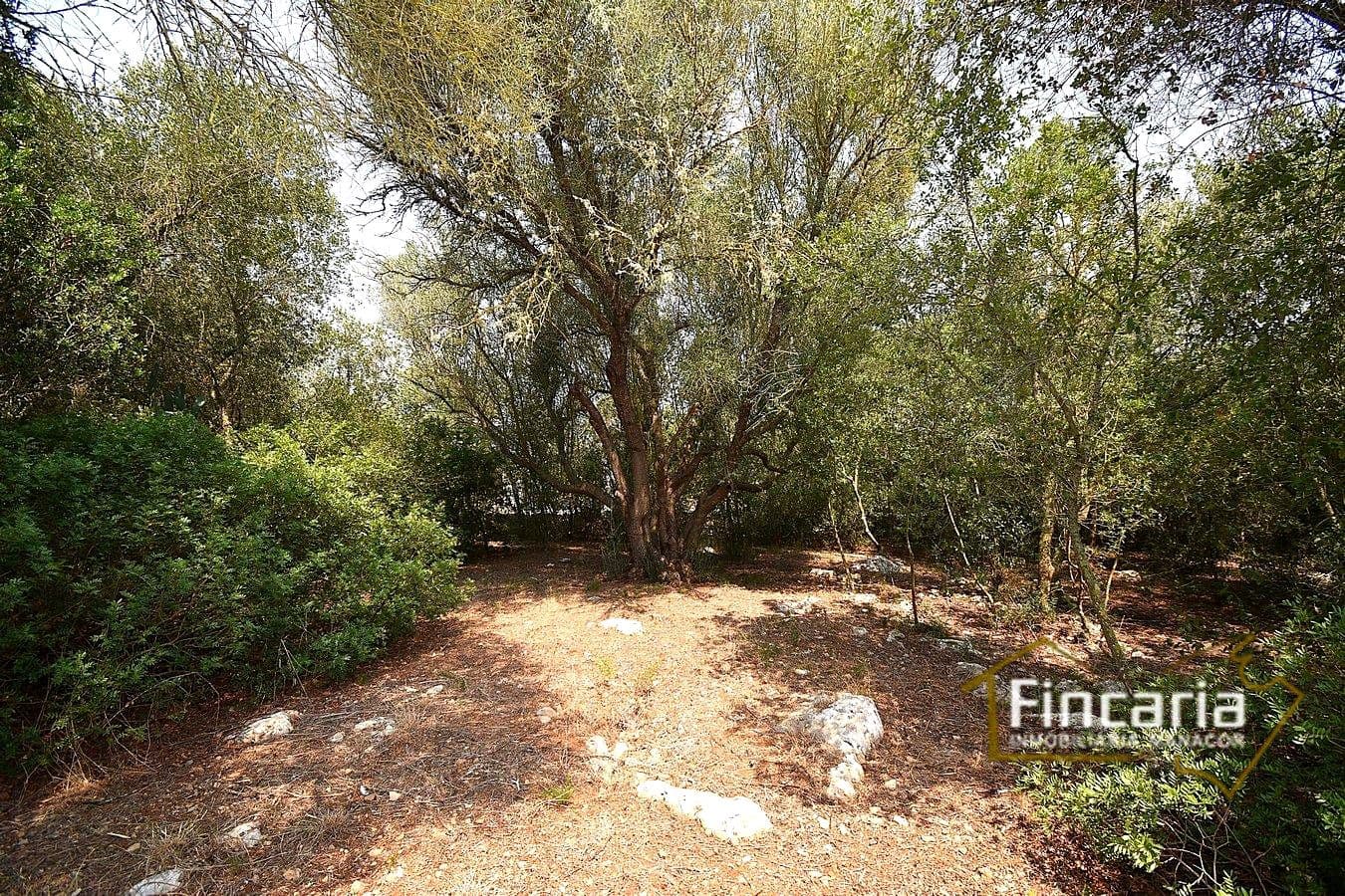 2 quarto Quinta/Casa Rural para venda em Manacor - 675 000 € (Ref: 9167488)