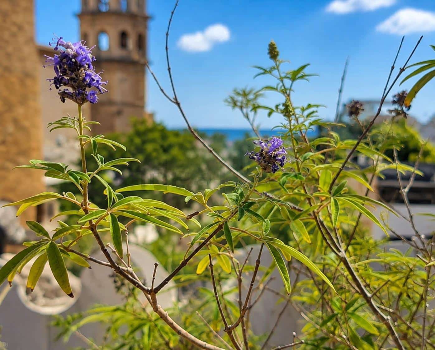 2 slaapkamer Penthouse te koop in Palma de Mallorca - € 435.000 (Ref: 10049285)