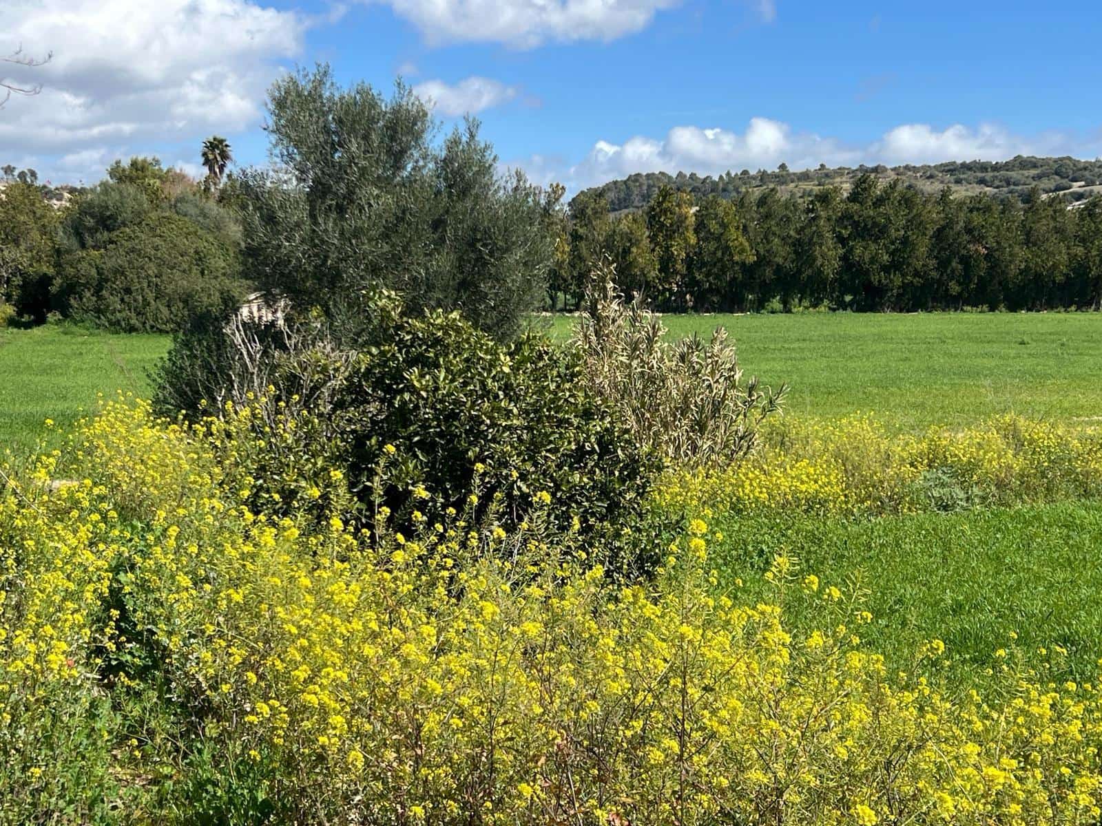 3 bedroom Finca/Country House for sale in Manacor - € 1,200,000 (Ref: 8199415)