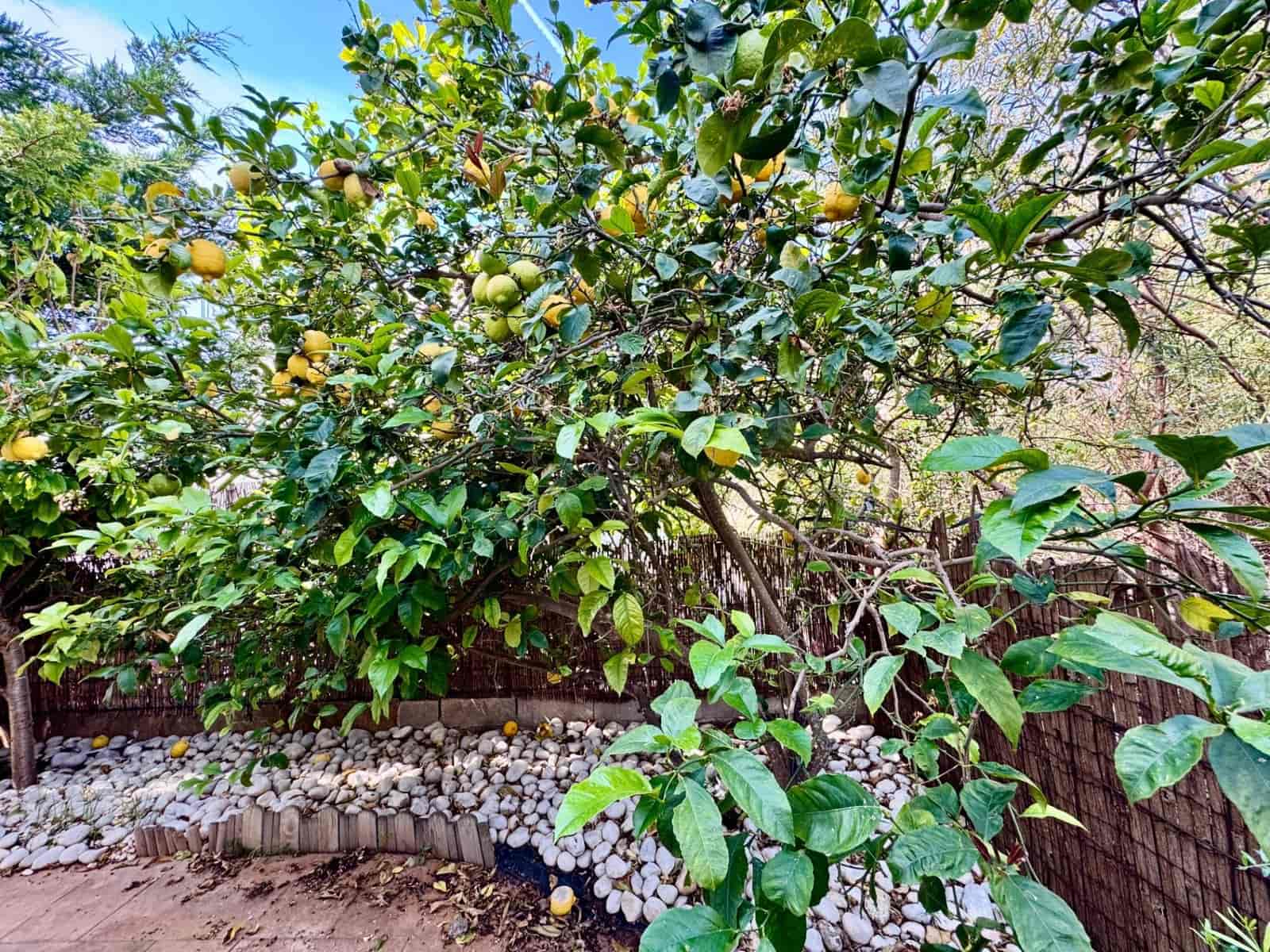 3 sypialnia Willa na sprzedaż w Llucmajor z basenem - 860 000 € (Ref: 8992147)