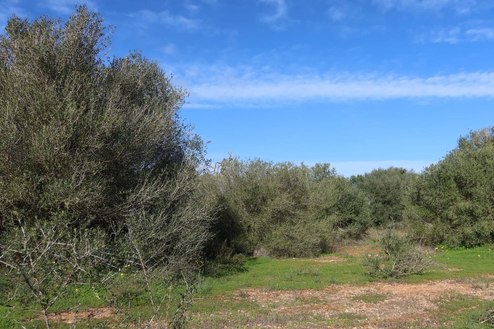 Bouwgrond te koop in Campos - € 315.000 (Ref: 9516073)