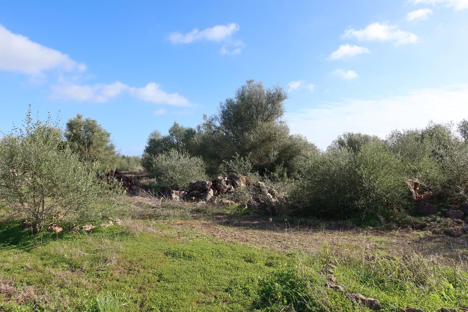 Bouwgrond te koop in Campos - € 315.000 (Ref: 9516073)