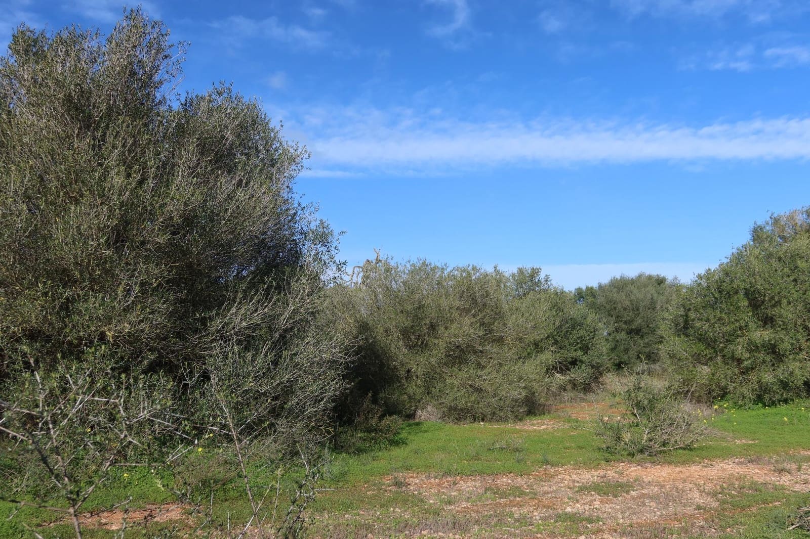 Area Edificabile in vendita in Campos - 315.000 € (Rif: 9516073)