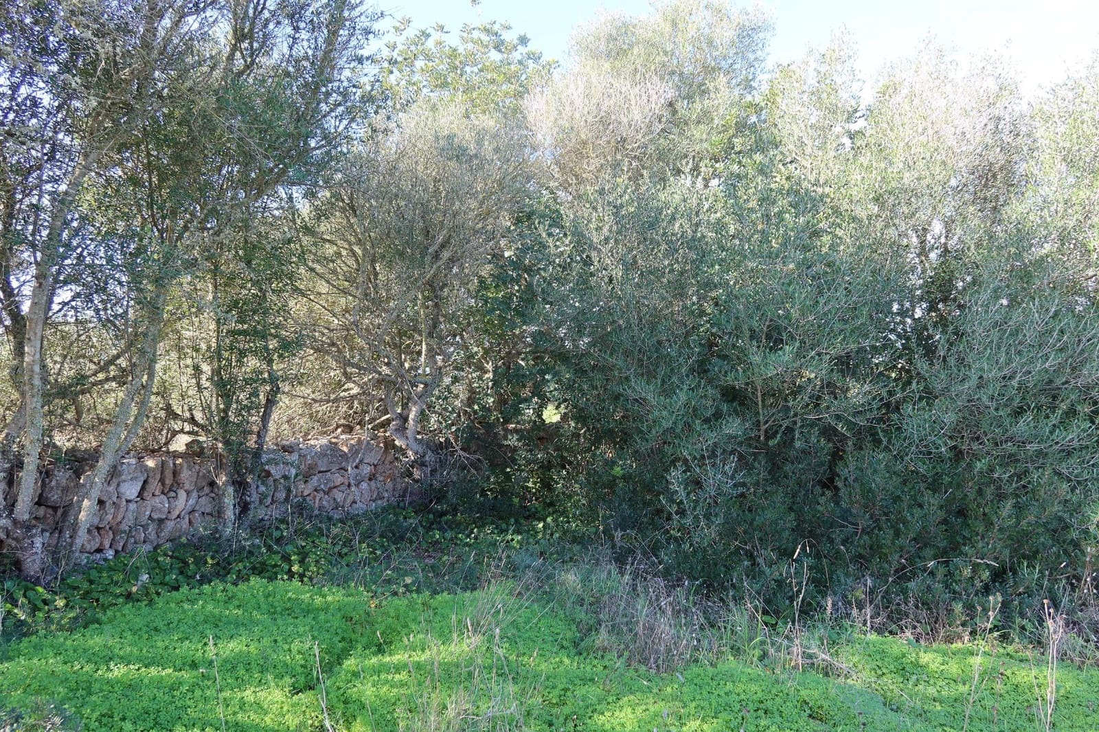 Działka budowlana na sprzedaż w Campos - 315 000 € (Ref: 9516073)