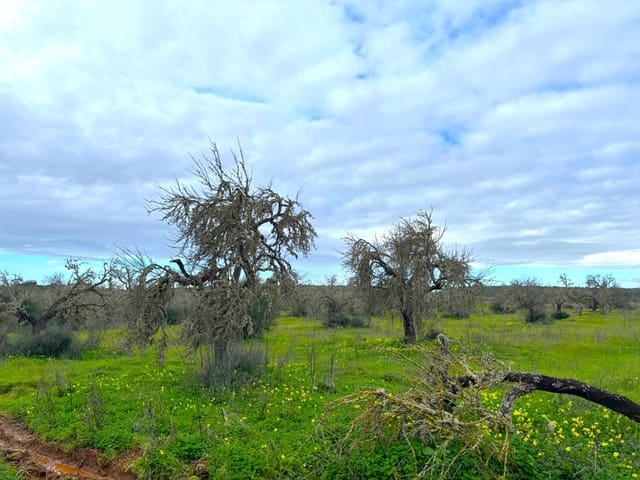 Teren niezagospodarowany na sprzedaż w Campos - 220 000 € (Ref: 9659385)