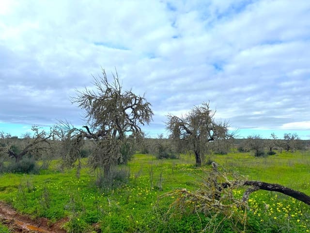 Ubebygd land til salgs i Campos - € 220 000 (Ref: 9659385)