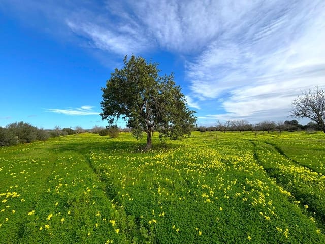 Ubebygd land til salgs i Campos - € 220 000 (Ref: 9659385)