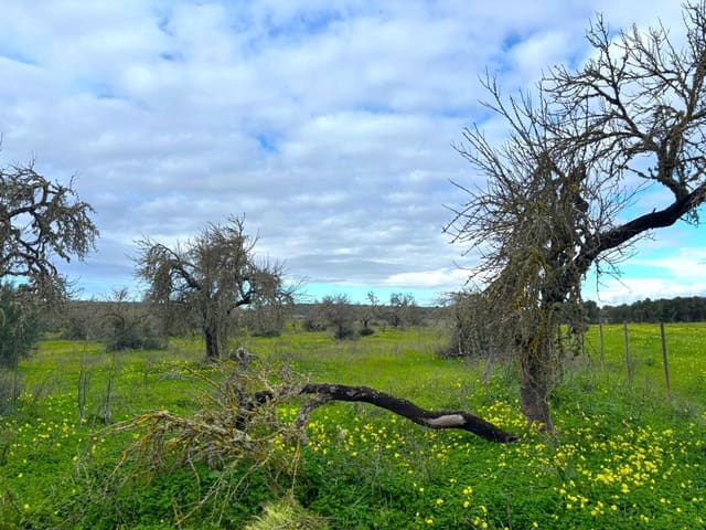 Ubebygd land til salgs i Campos - € 220 000 (Ref: 9659385)