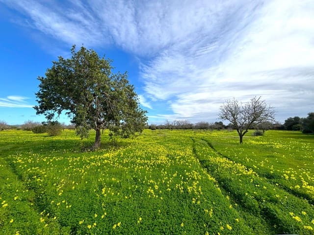 Terreno/Finca Rústica en Campos en venta - 220.000 € (Ref: 9659385)