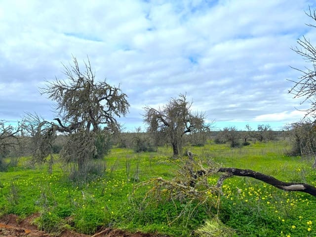 Terreno/Finca Rústica en Campos en venta - 220.000 € (Ref: 9659385)