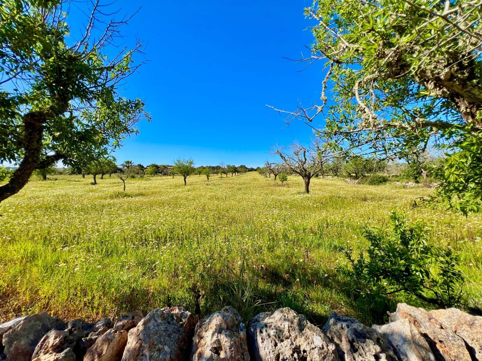 Building Plot for sale in Es Llombards - € 595,000 (Ref: 9698807)