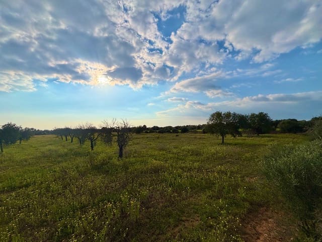 Terreno para Construção para venda em Llucmajor - 220 000 € (Ref: 9719885)