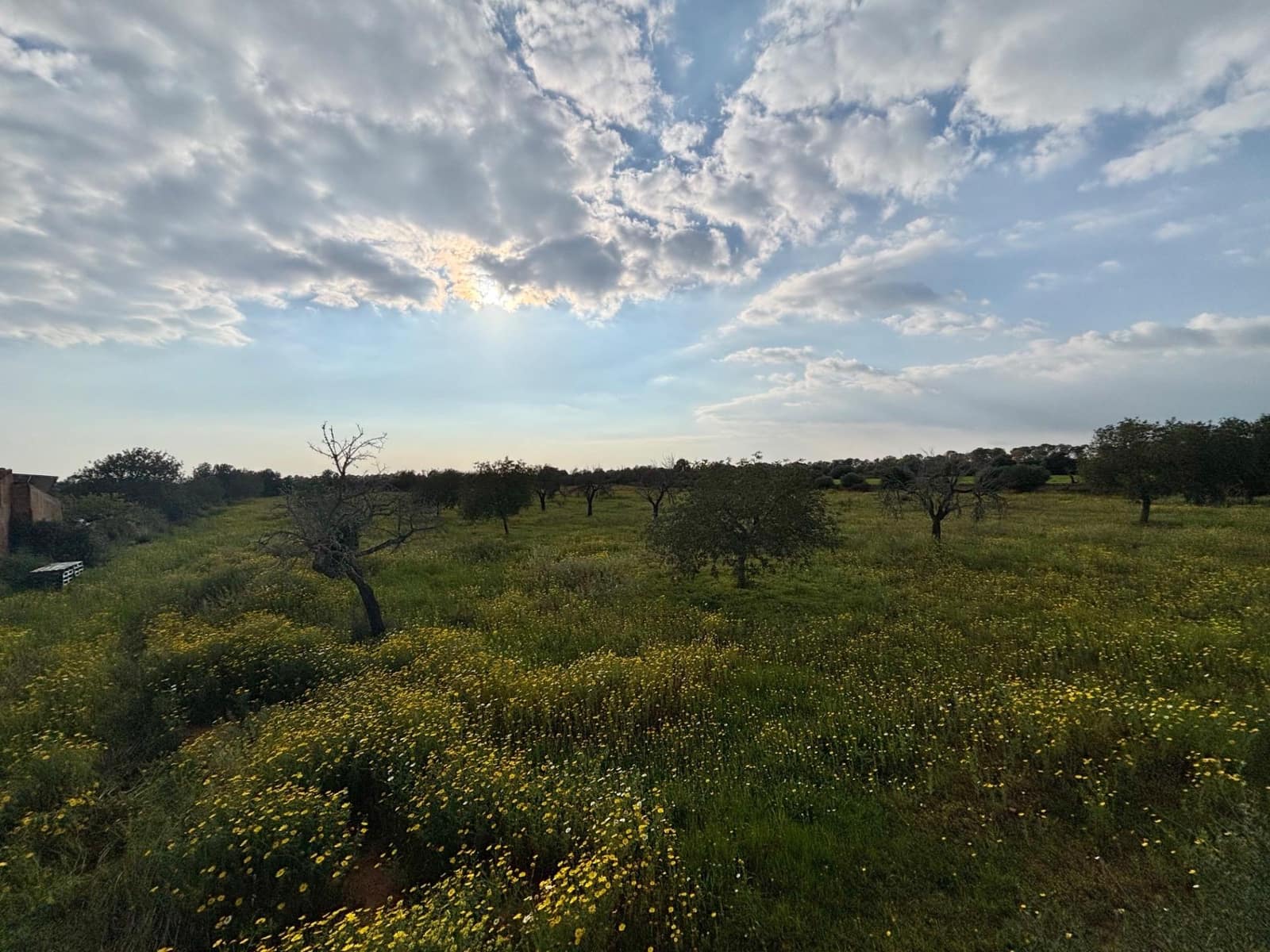 Area Edificabile in vendita in Llucmajor - 220.000 € (Rif: 9719885)