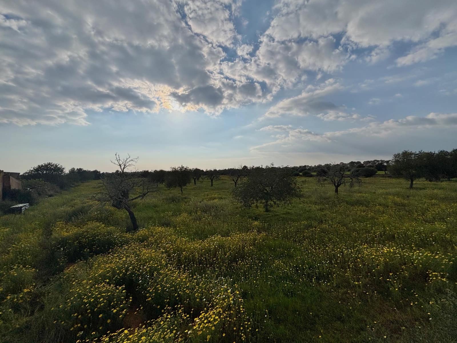 Area Edificabile in vendita in Llucmajor - 220.000 € (Rif: 9719885)