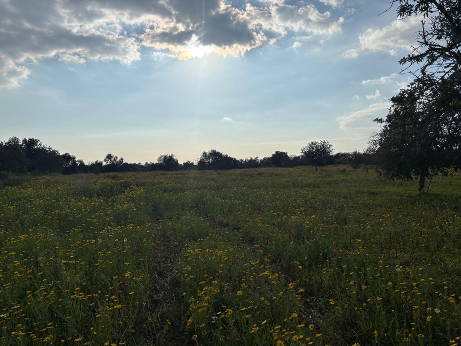 Area Edificabile in vendita in Llucmajor - 220.000 € (Rif: 9719885)