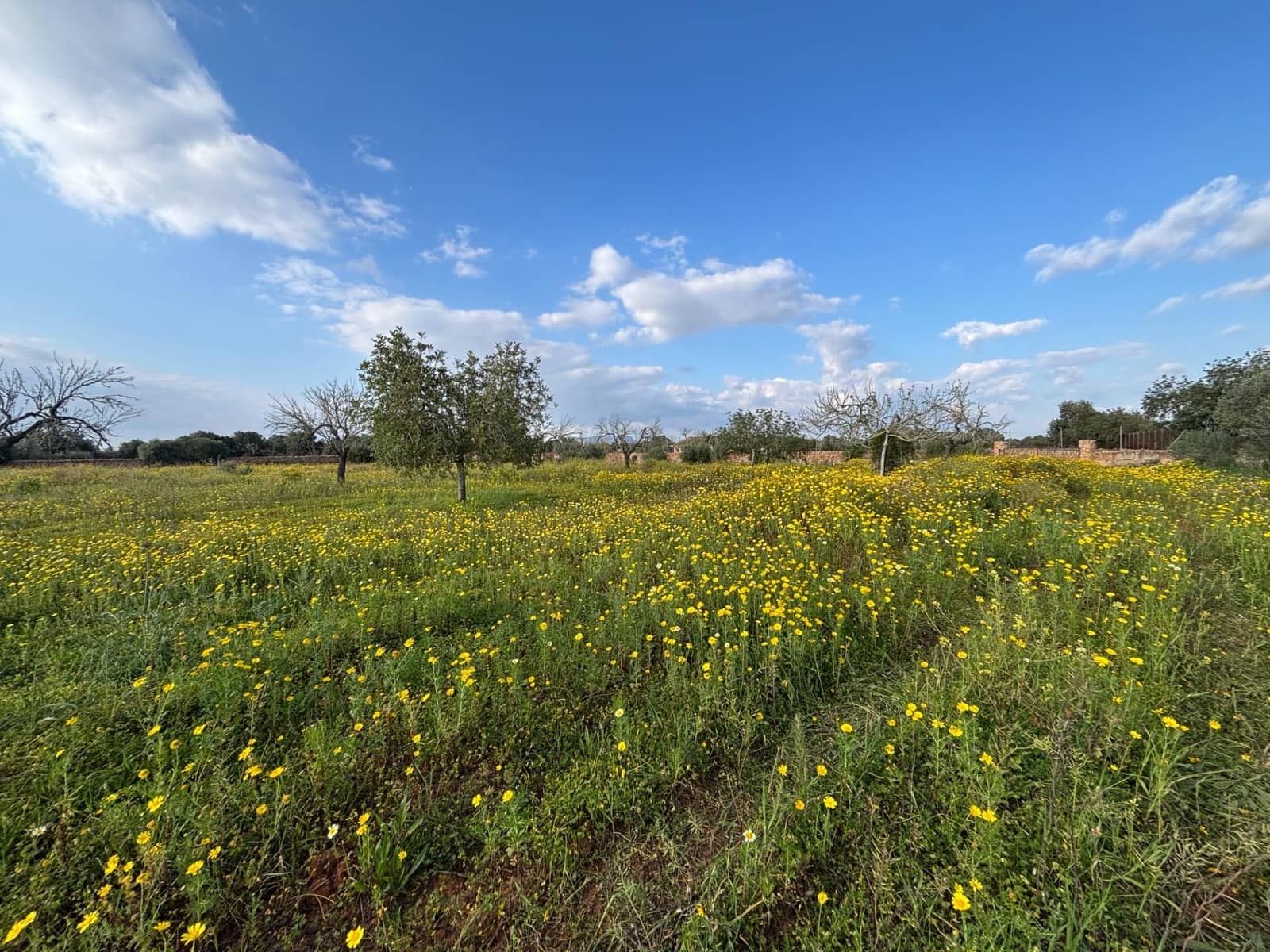 Area Edificabile in vendita in Llucmajor - 220.000 € (Rif: 9719885)