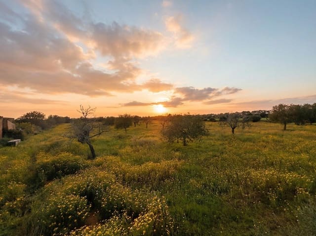 Terrain à Bâtir à vendre à Llucmajor - 220 000 € (Ref: 9719885)