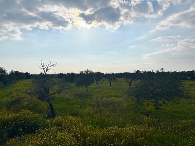 Terrain à Bâtir à vendre à Llucmajor - 220 000 € (Ref: 9719885)