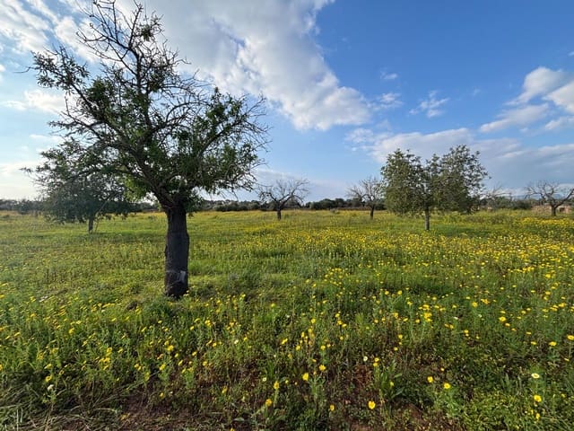 Terrain à Bâtir à vendre à Llucmajor - 220 000 € (Ref: 9719885)