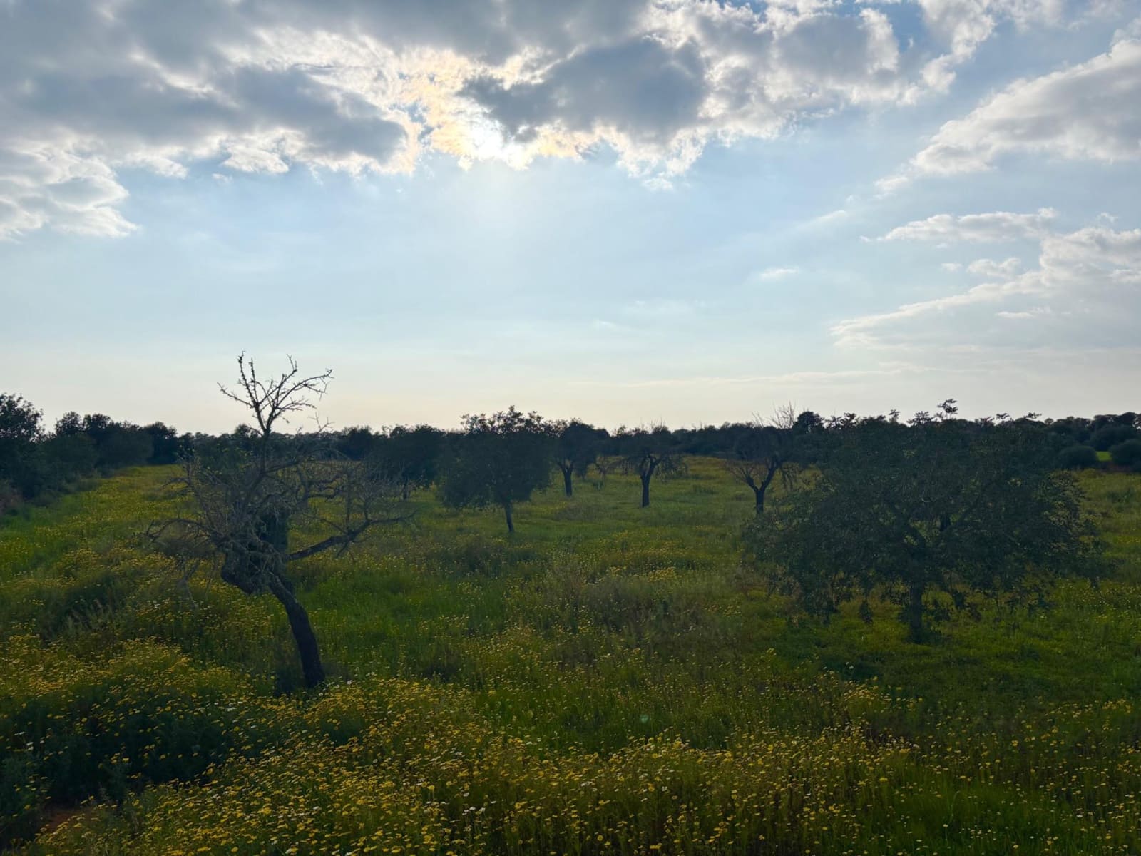 Building Plot for sale in Llucmajor - € 193,000 (Ref: 9719885)