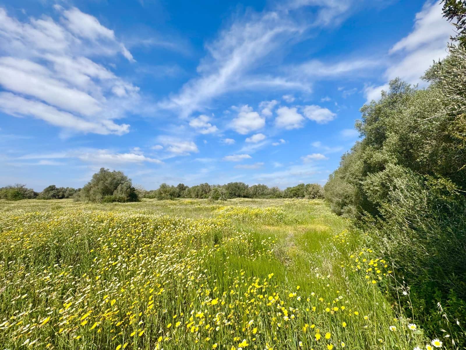 Bauplatz zu verkaufen in Campos - 350.000 € (Ref: 9719886)