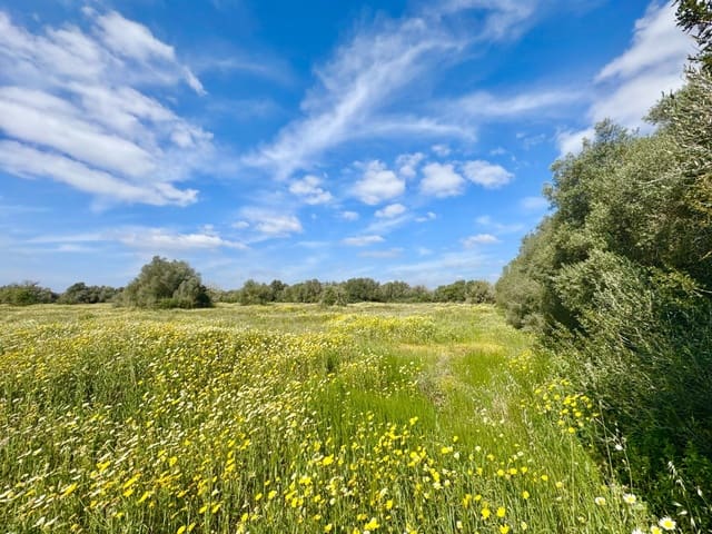 Bouwgrond te koop in Campos - € 350.000 (Ref: 9719886)