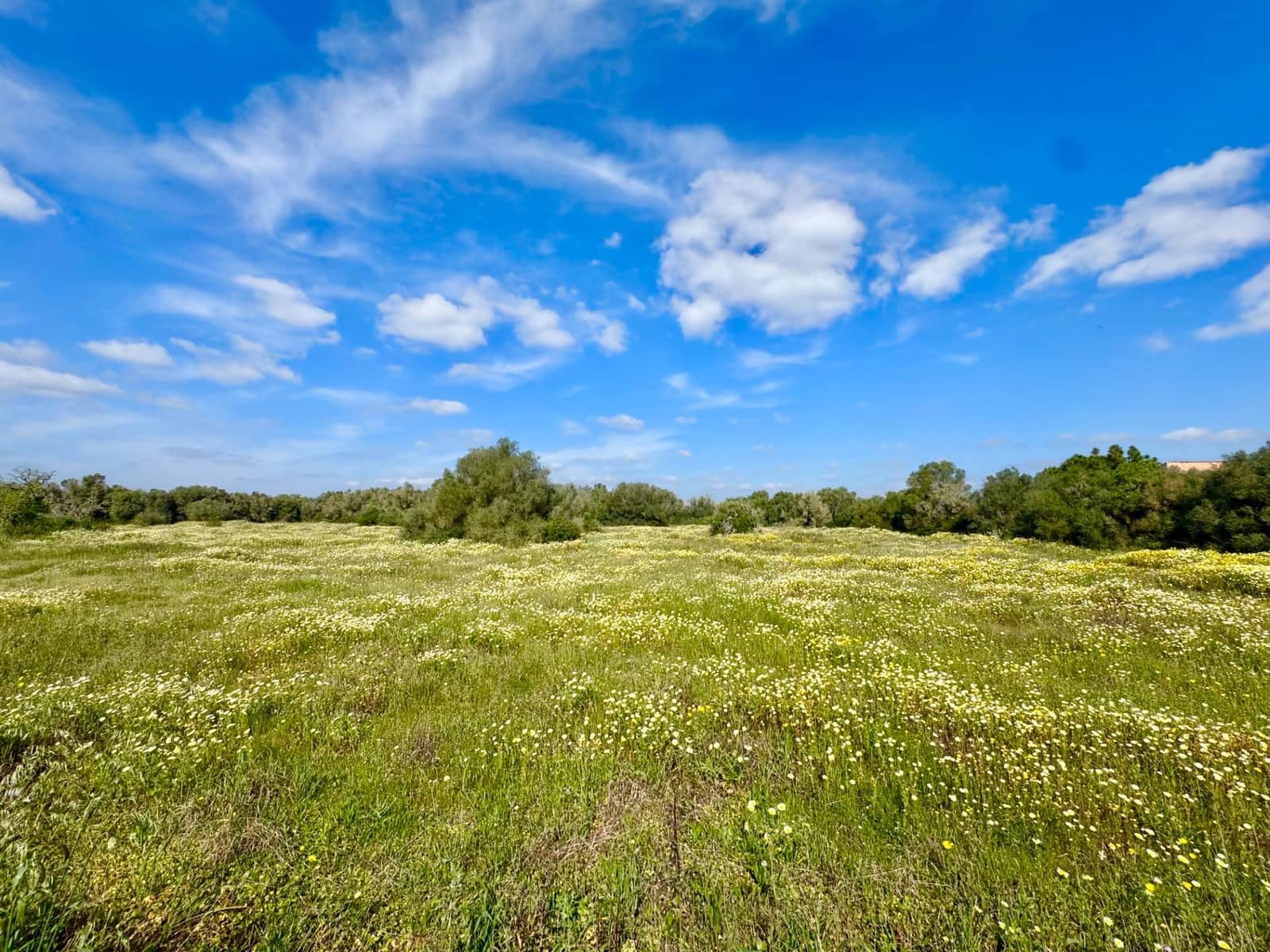 Bauplatz zu verkaufen in Campos - 350.000 € (Ref: 9719886)