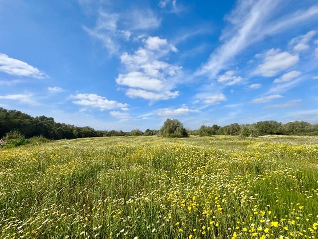 Bouwgrond te koop in Campos - € 350.000 (Ref: 9719886)