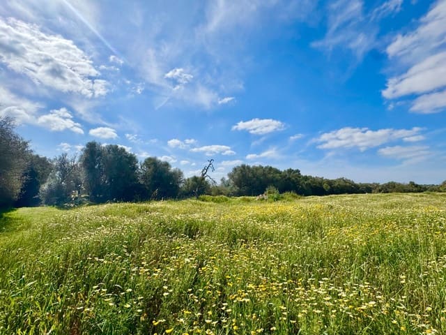 Bouwgrond te koop in Campos - € 350.000 (Ref: 9719886)